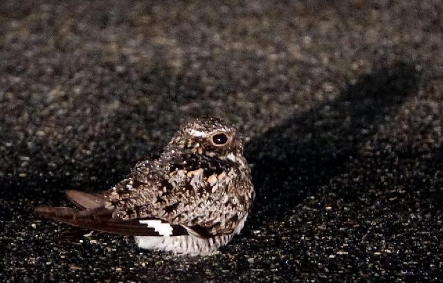 Common Nighthawk - ML635586523