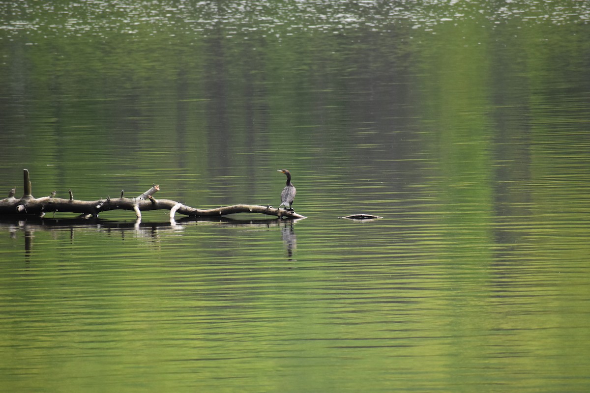 Double-crested Cormorant - ML635586547