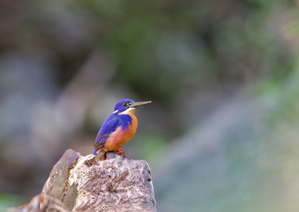 Azure Kingfisher - ML635586555