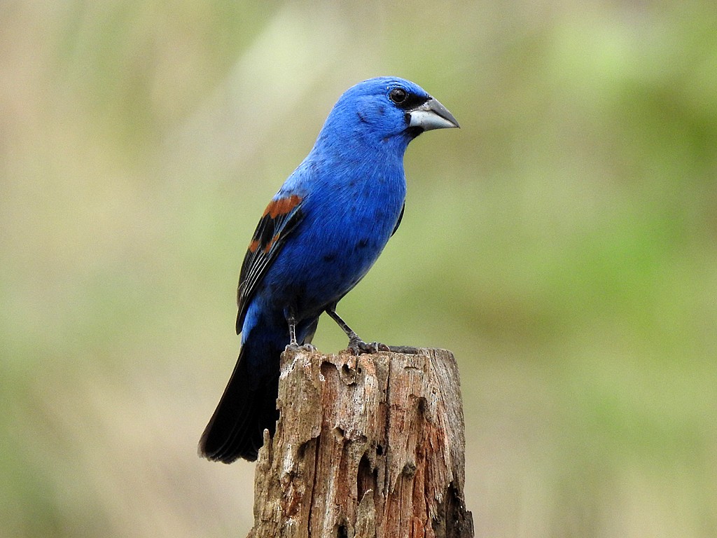 Blue Grosbeak - ML635586583