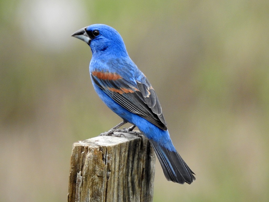 Blue Grosbeak - ML635586584