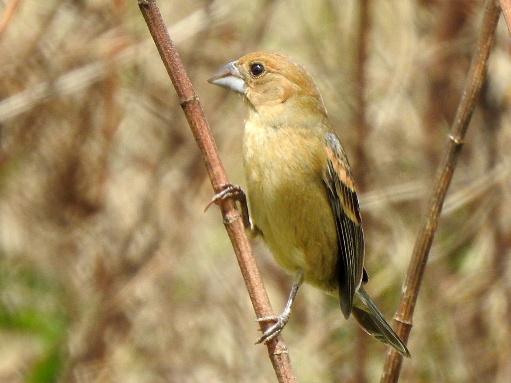 Blue Grosbeak - ML635586585