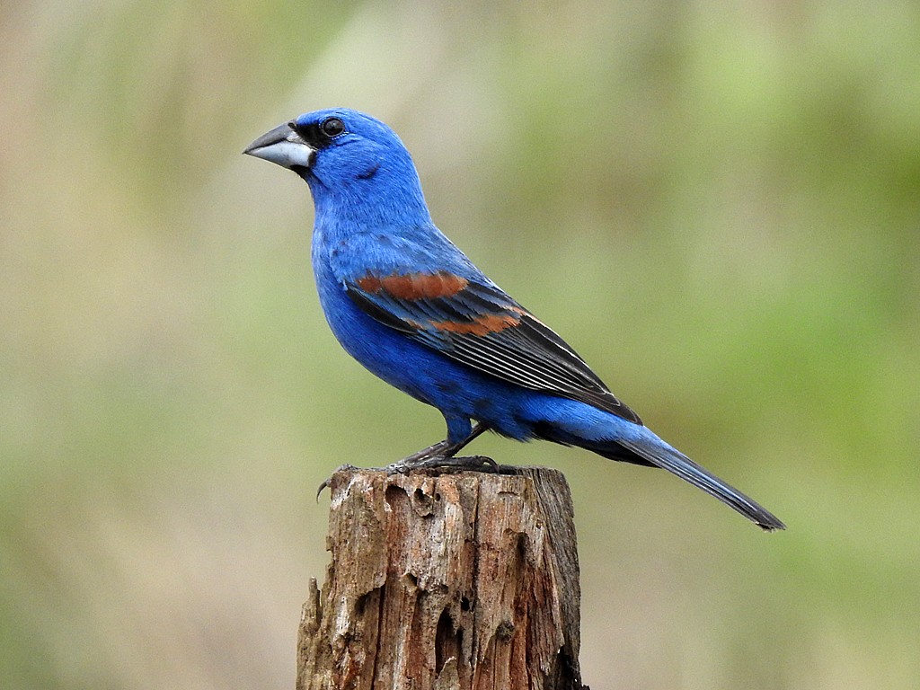Blue Grosbeak - ML635586588
