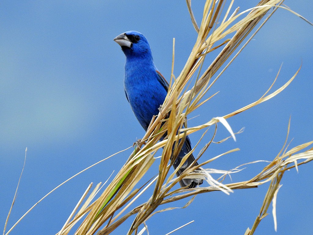 Blue Grosbeak - ML635586590