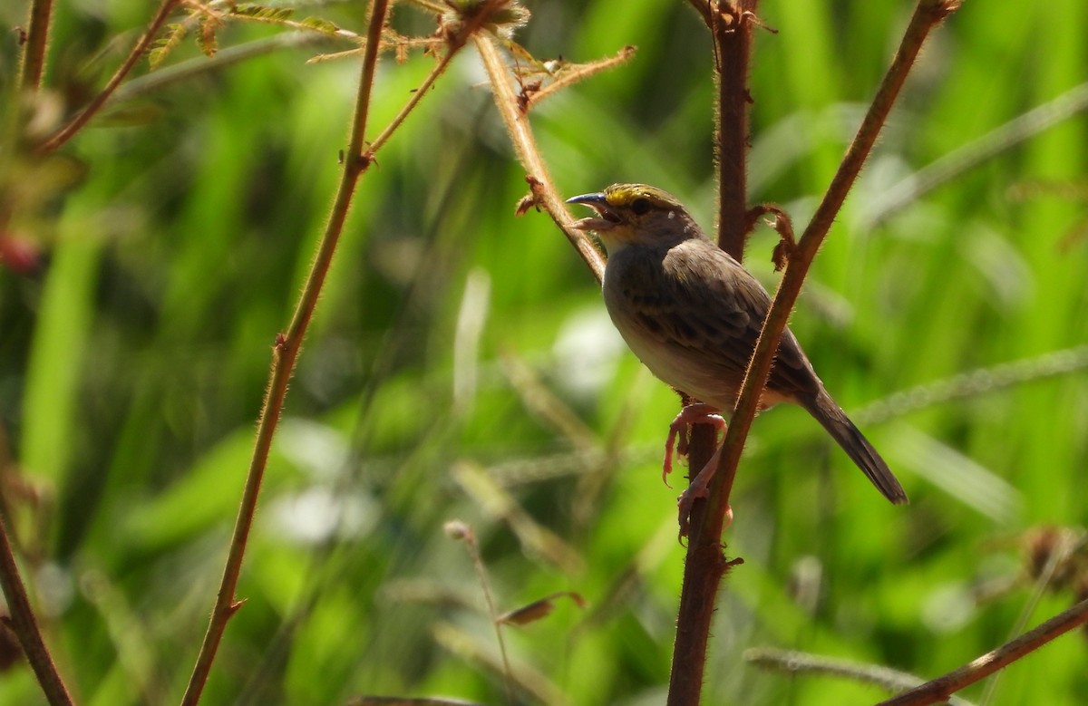 Желтощёкая овсянка-барсучок - ML635586627