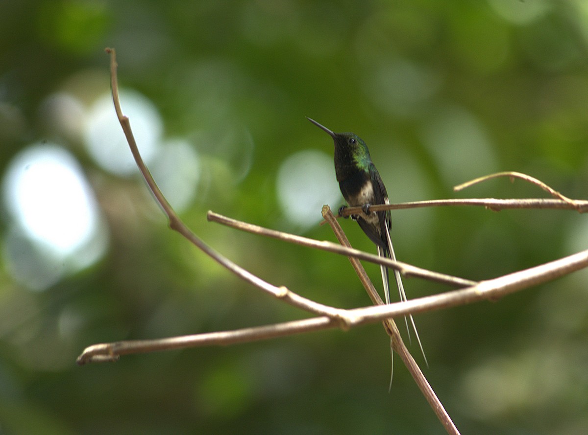 Black-bellied Thorntail - ML635586647