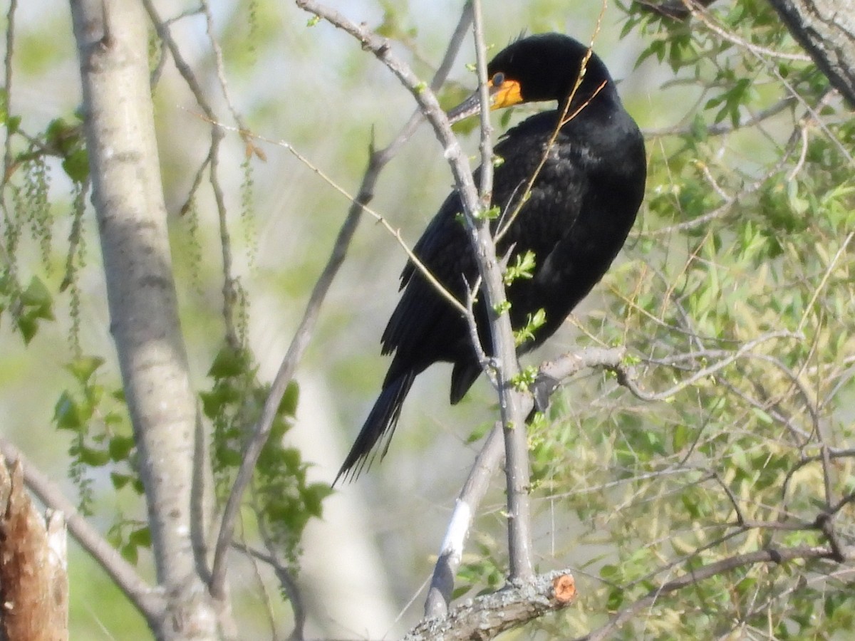 Double-crested Cormorant - ML635586682