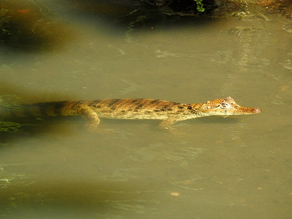 Spectacled Caiman - ML635586707
