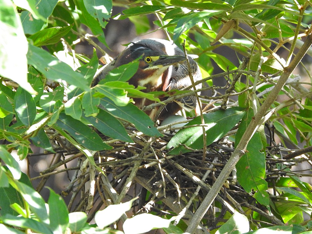 Green Heron - ML635586721