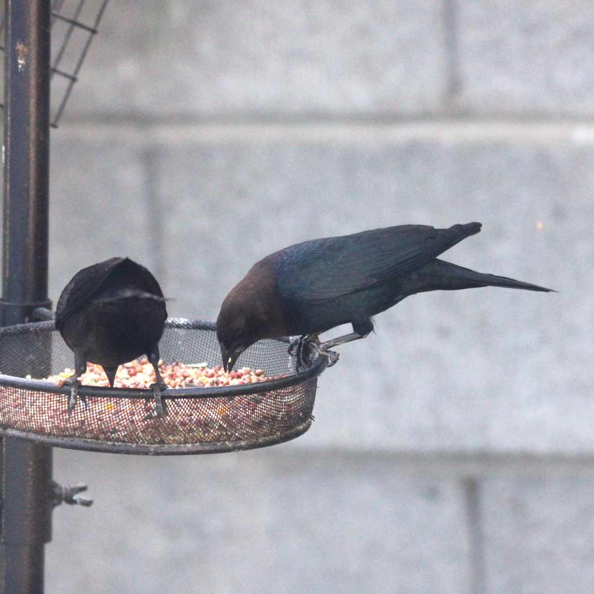 Brown-headed Cowbird - ML635586741