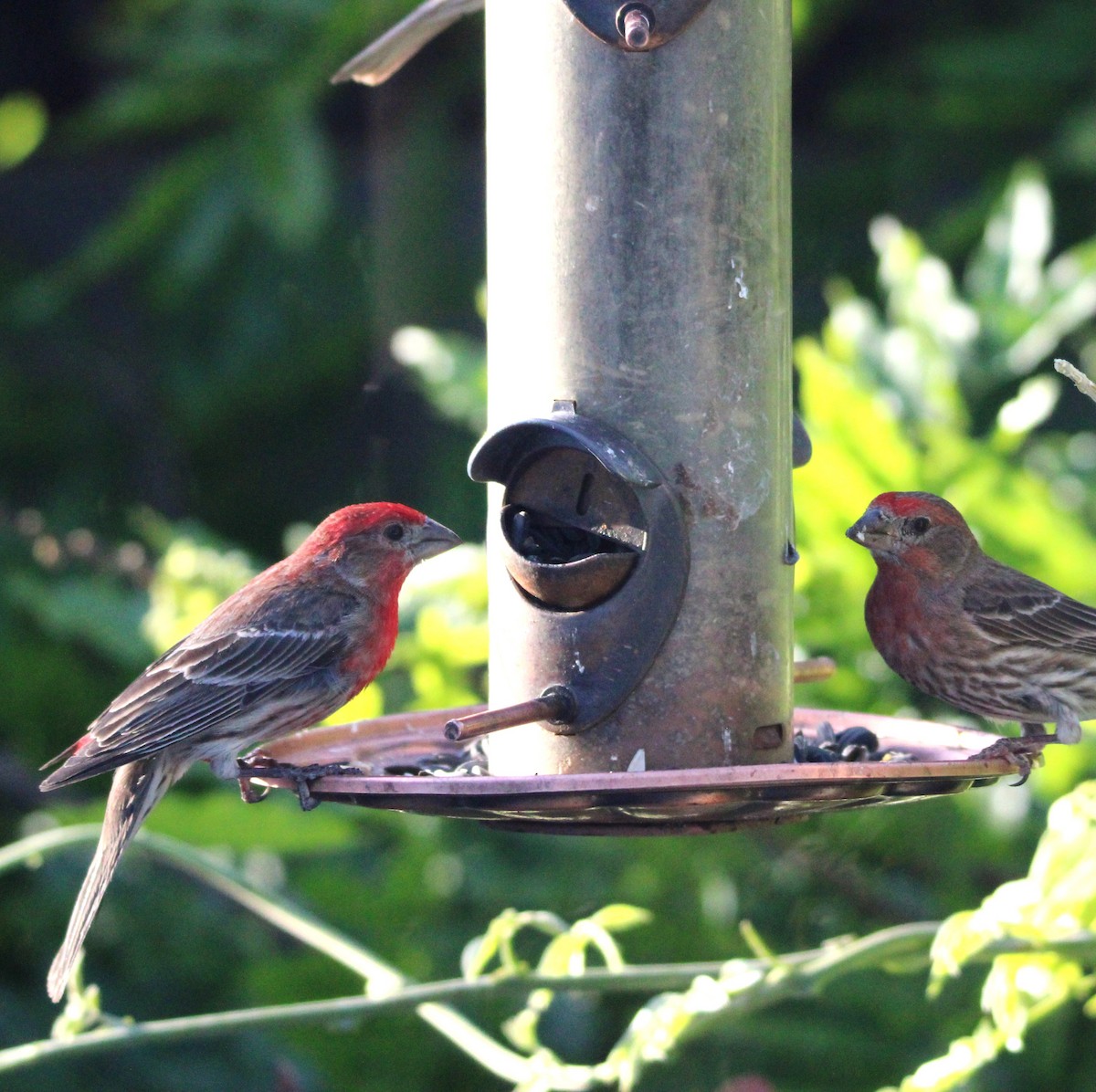 House Finch - ML635586755