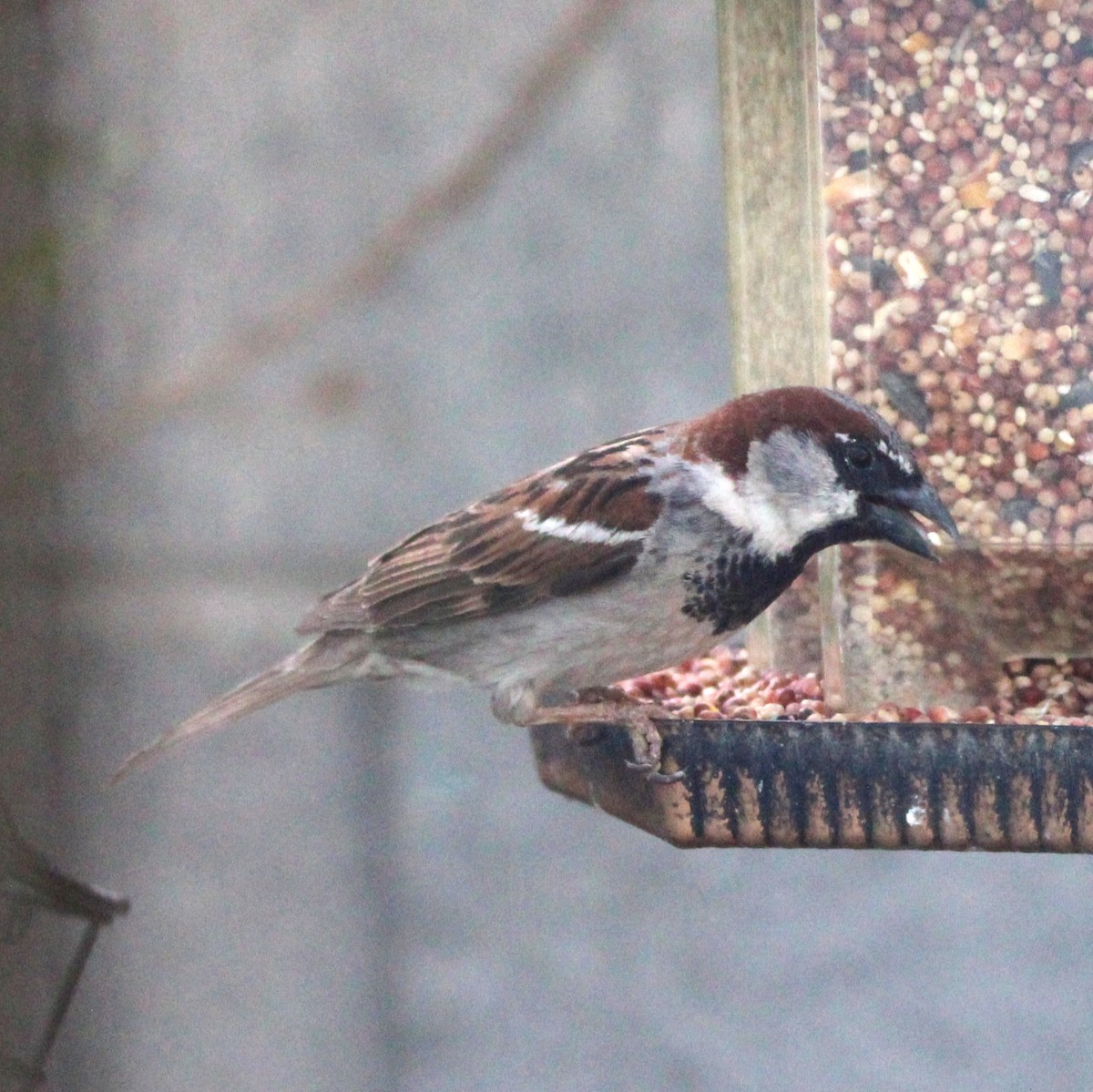 House Sparrow - ML635586762
