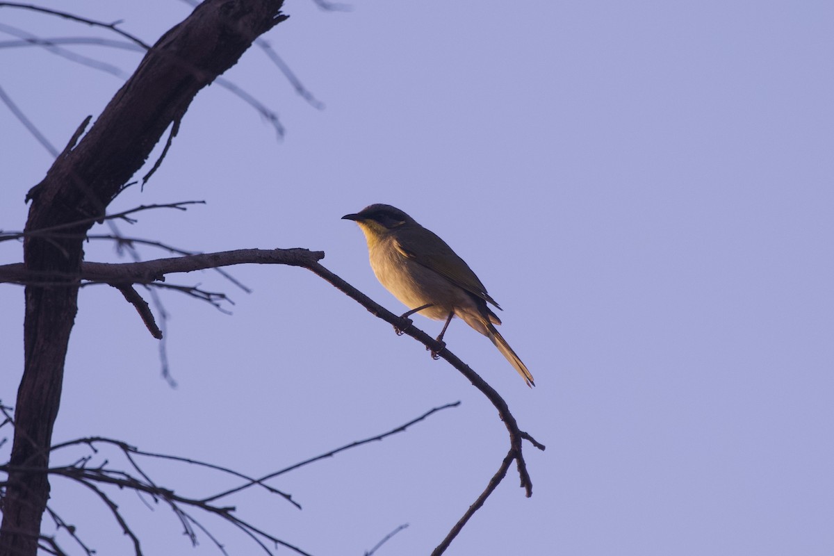 Purple-gaped Honeyeater - ML635586804
