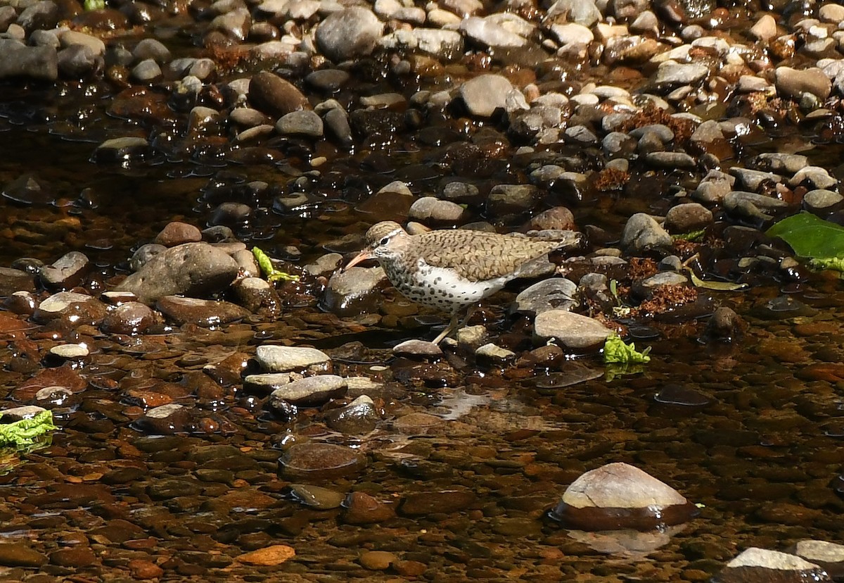 Spotted Sandpiper - ML635586840