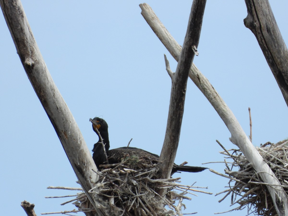 Double-crested Cormorant - ML635586843