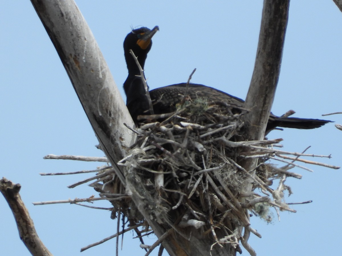 Double-crested Cormorant - ML635586844