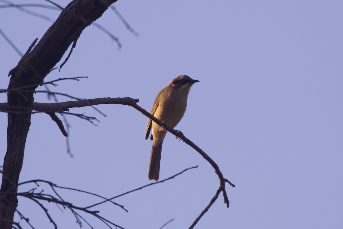 Purple-gaped Honeyeater - ML635586847