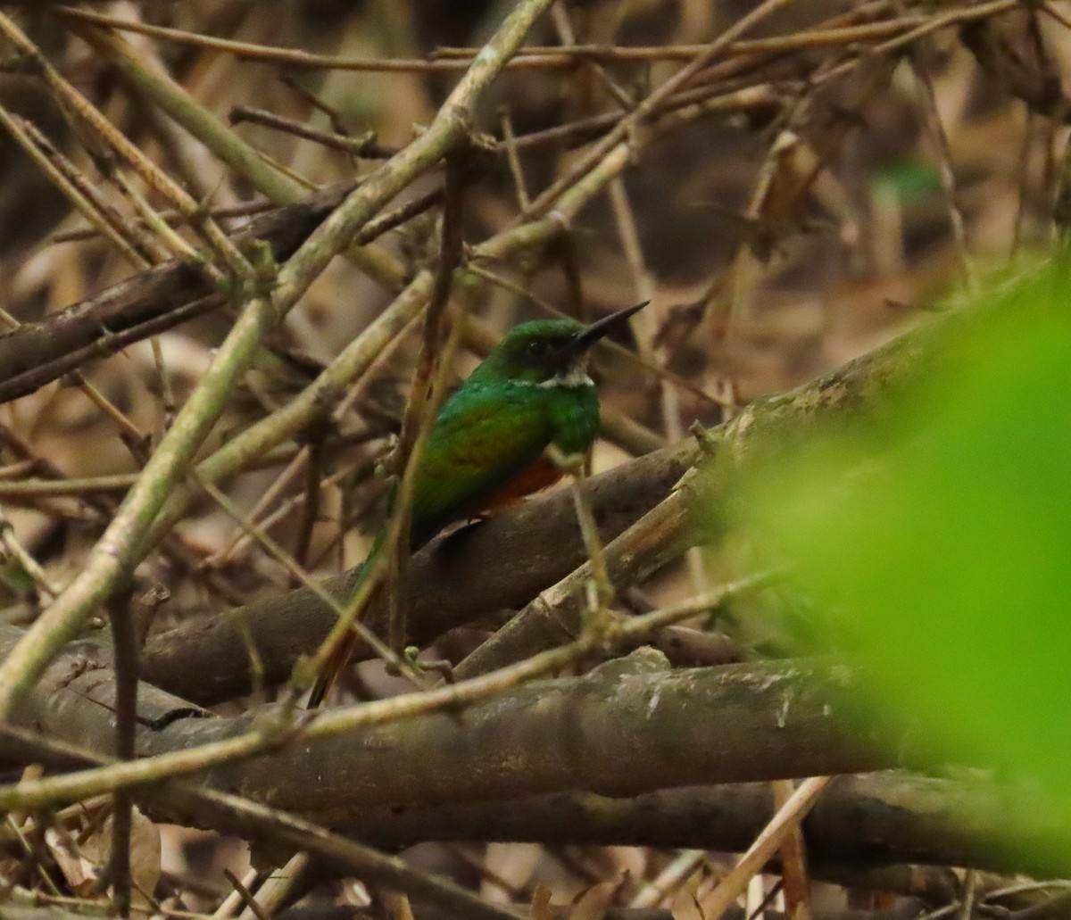 Rufous-tailed Jacamar - ML635586887