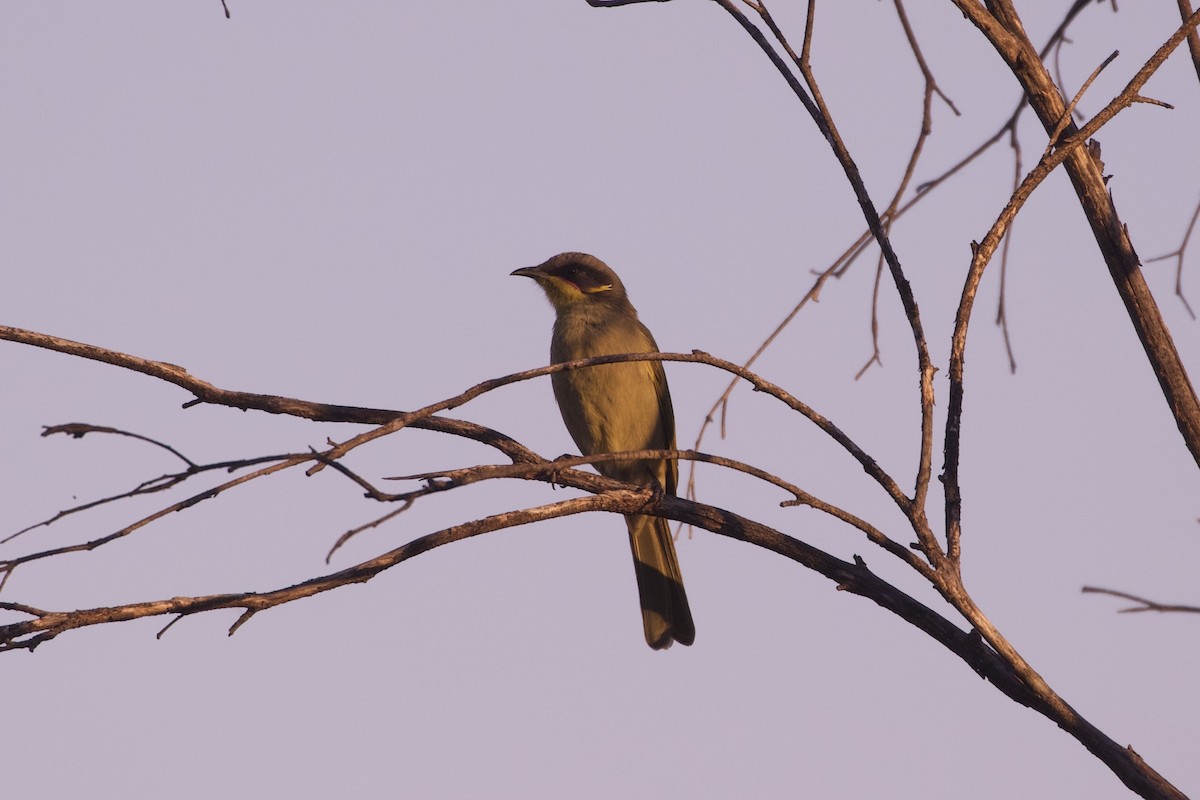Purple-gaped Honeyeater - ML635586894