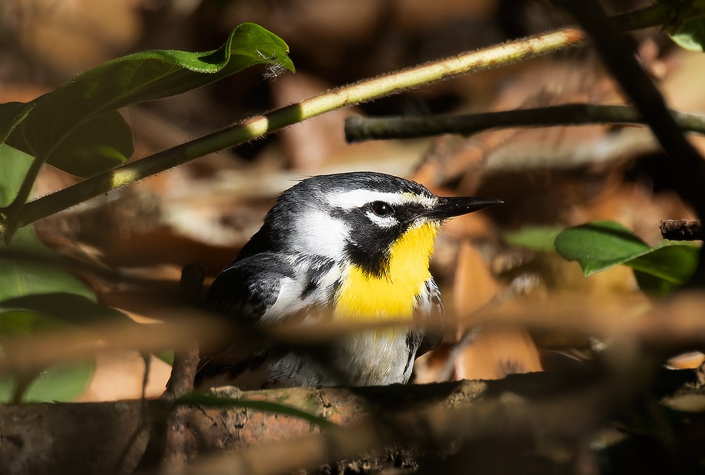 Paruline à gorge jaune - ML635586935