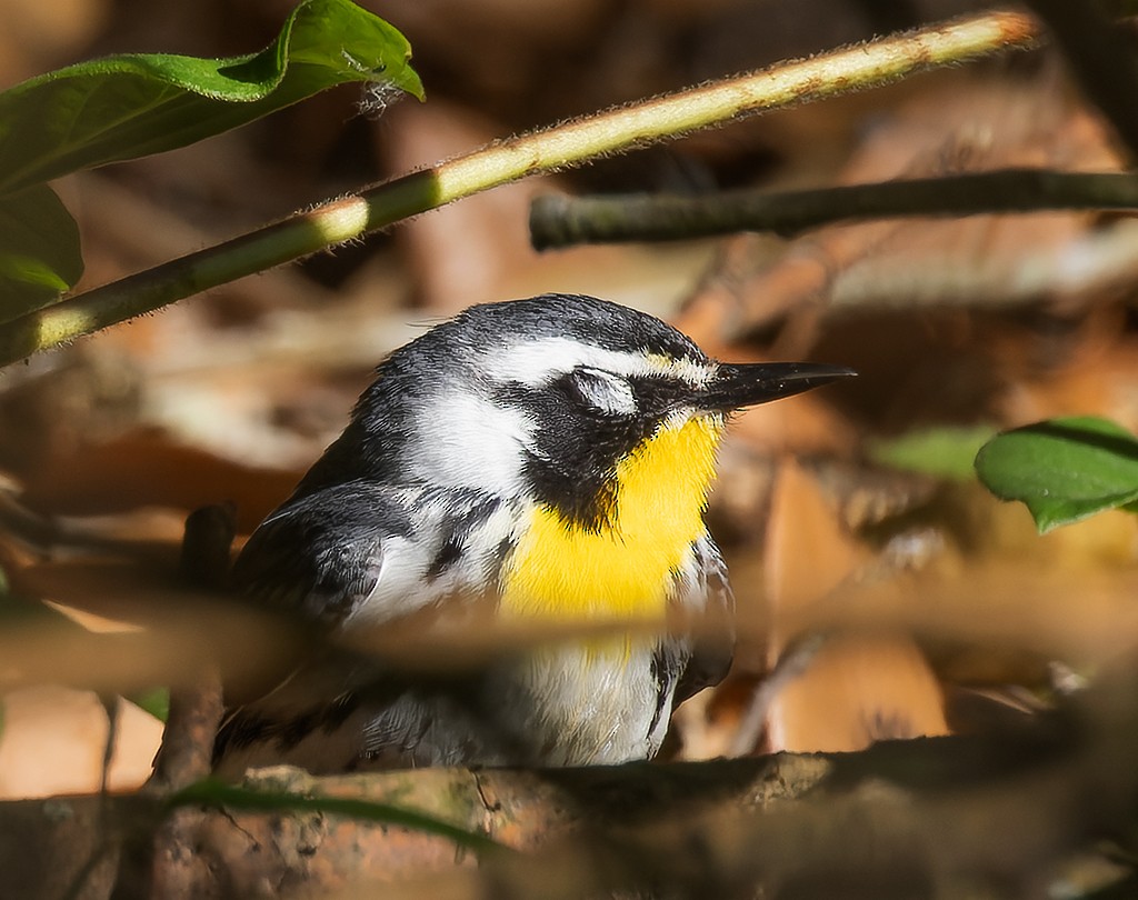 Paruline à gorge jaune - ML635586936
