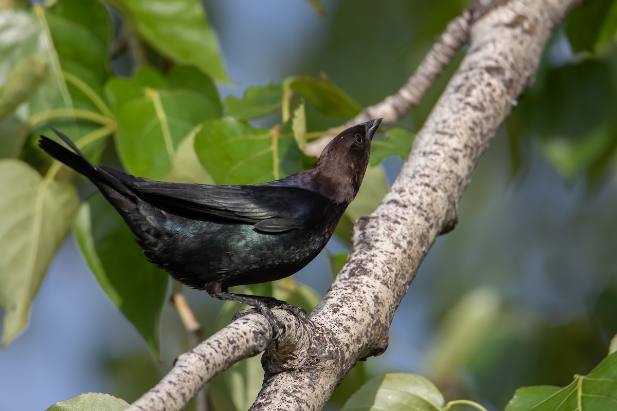 Brown-headed Cowbird - ML635586938