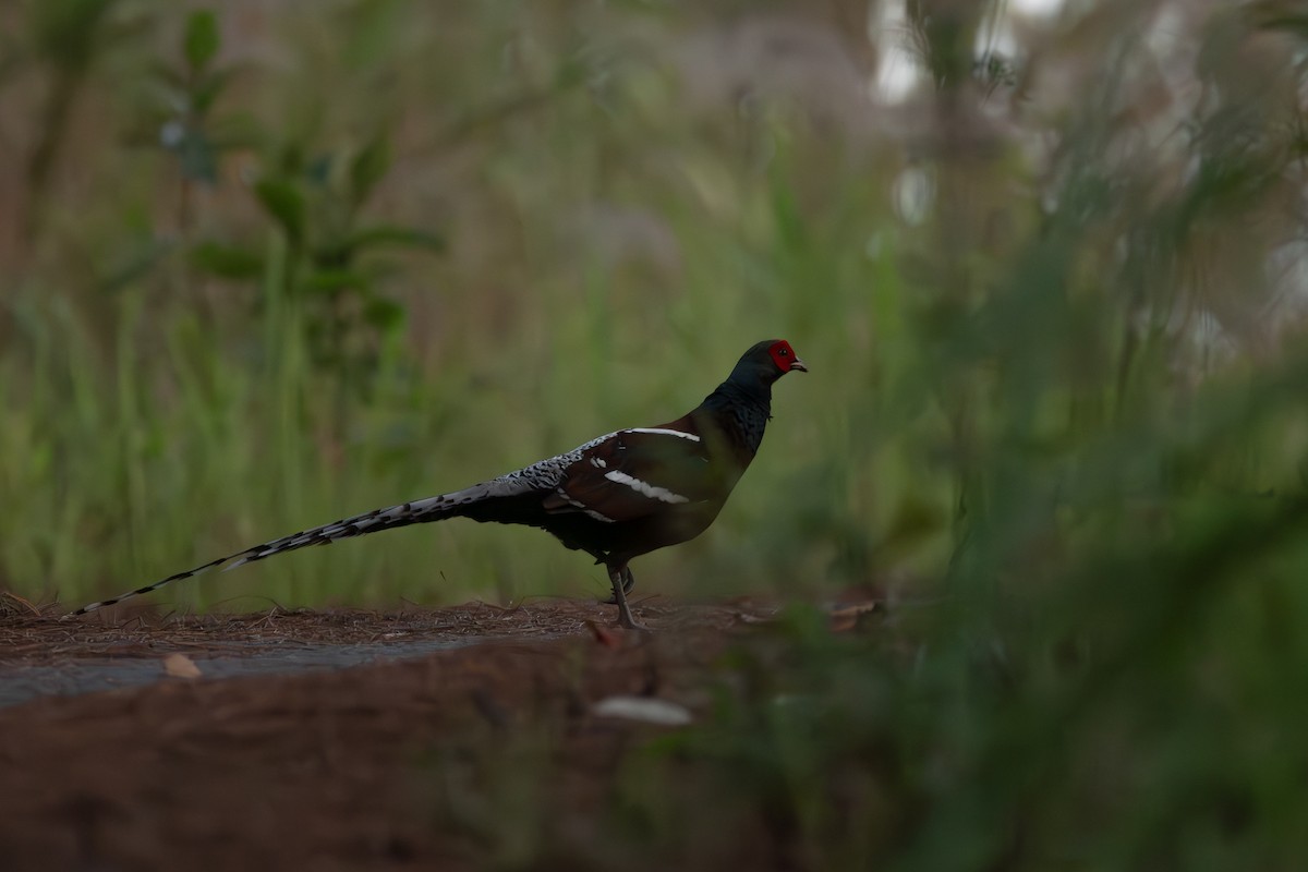Mrs. Hume's Pheasant - ML635586963