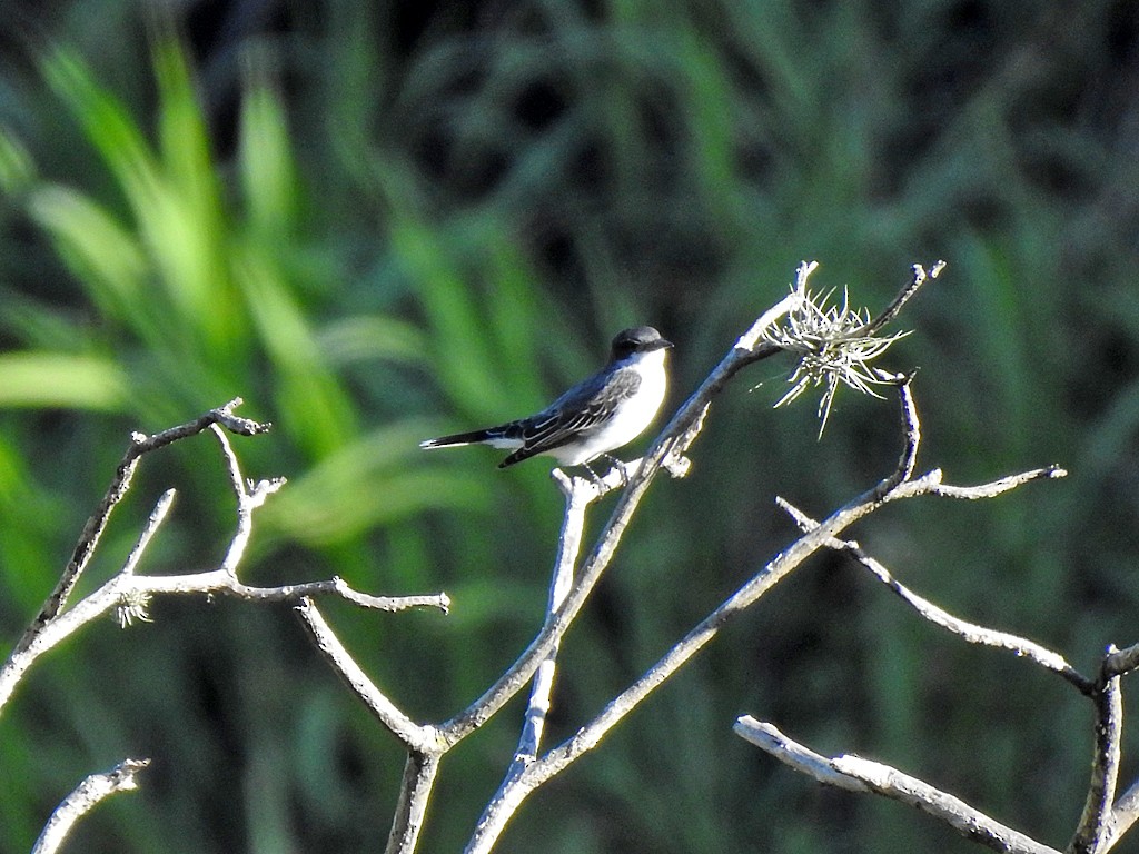 Eastern Kingbird - ML635587051