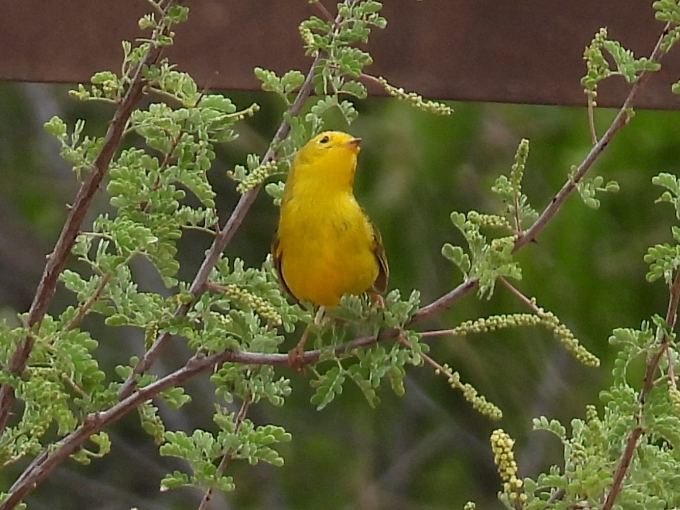 Wilson's Warbler - ML635587058