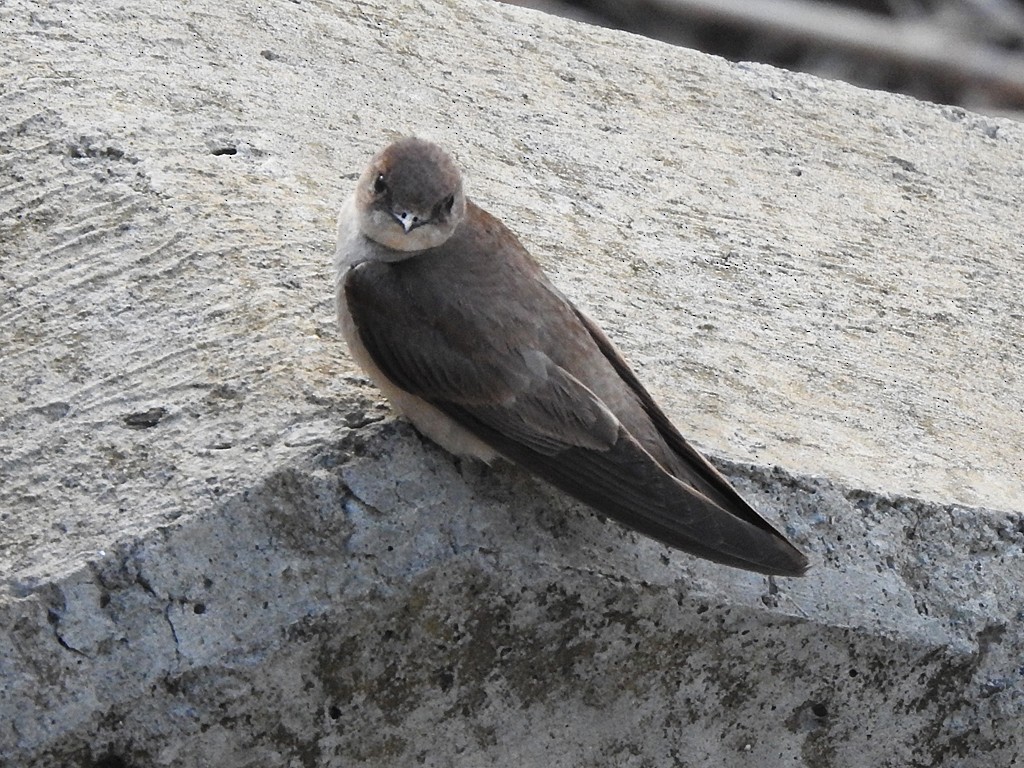 Northern Rough-winged Swallow - ML635587072