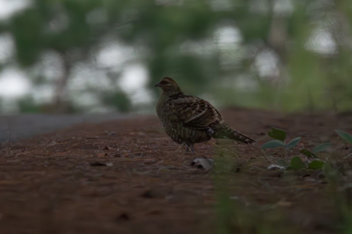 Mrs. Hume's Pheasant - ML635587103