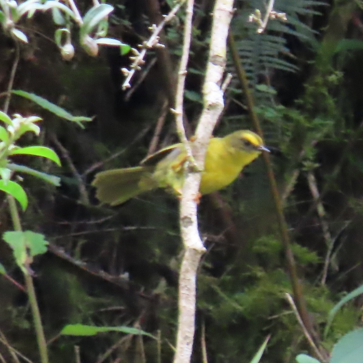 Citrine Warbler - ML635587116