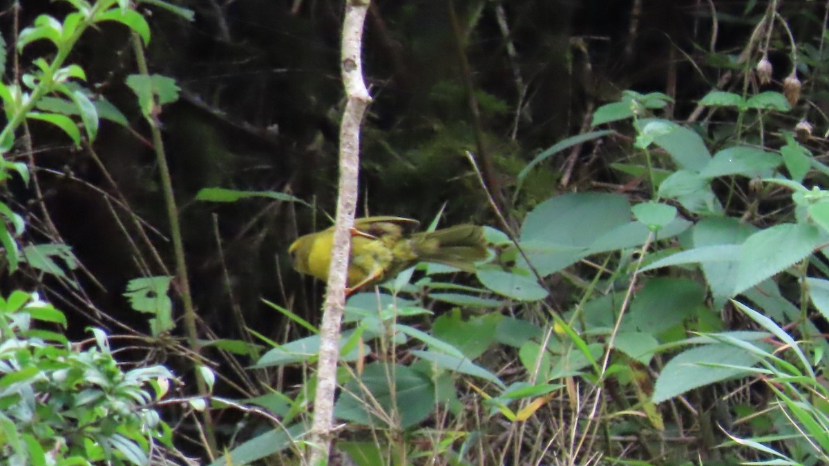 Citrine Warbler - ML635587117