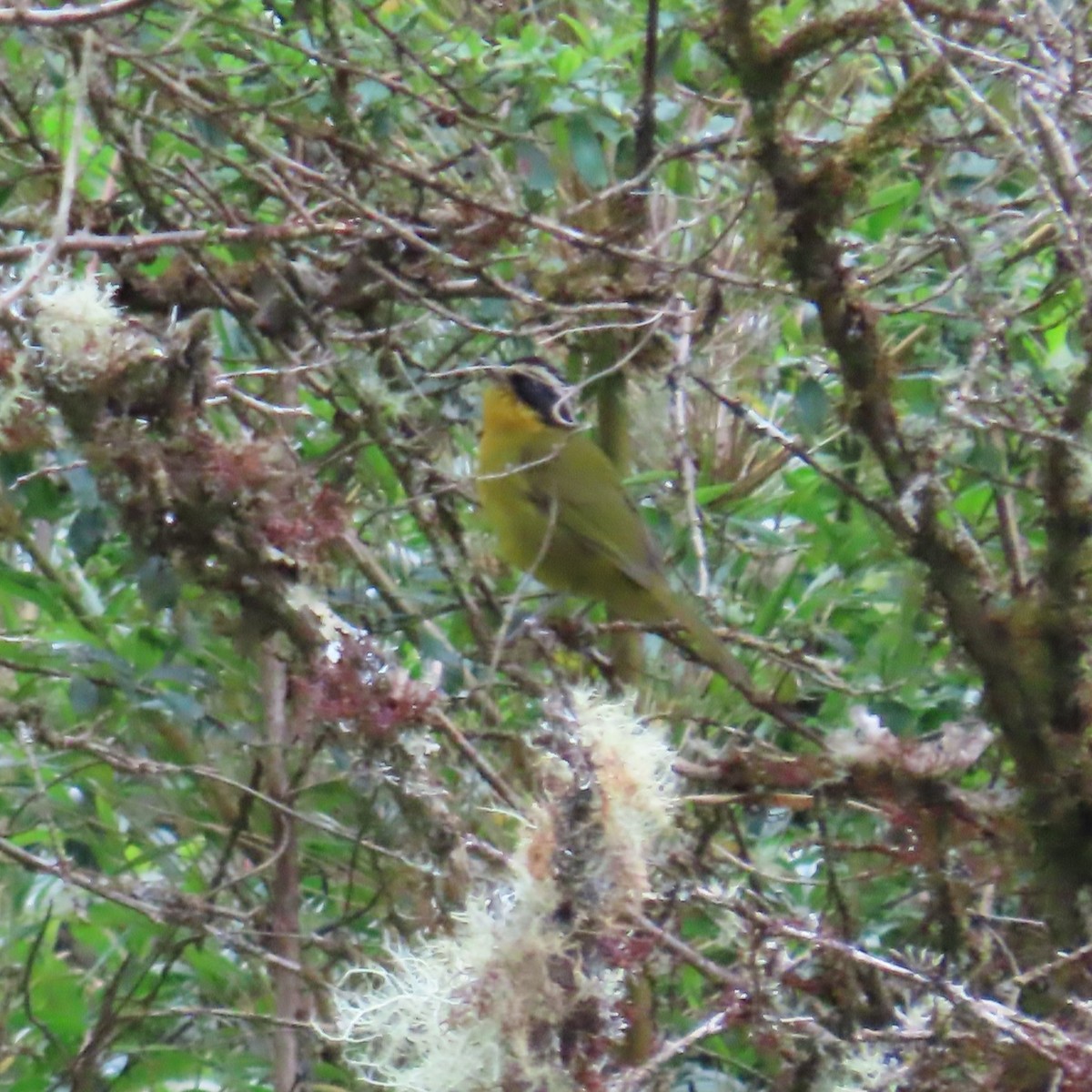 Tangara à calotte noire (auricularis) - ML635587158