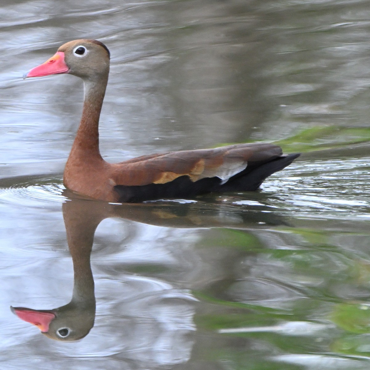 Black-bellied Whistling-Duck - ML635587176