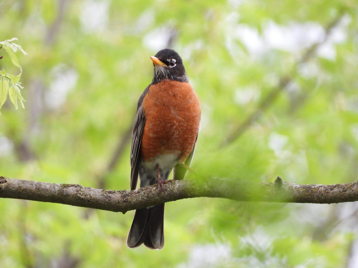 American Robin - ML635587177