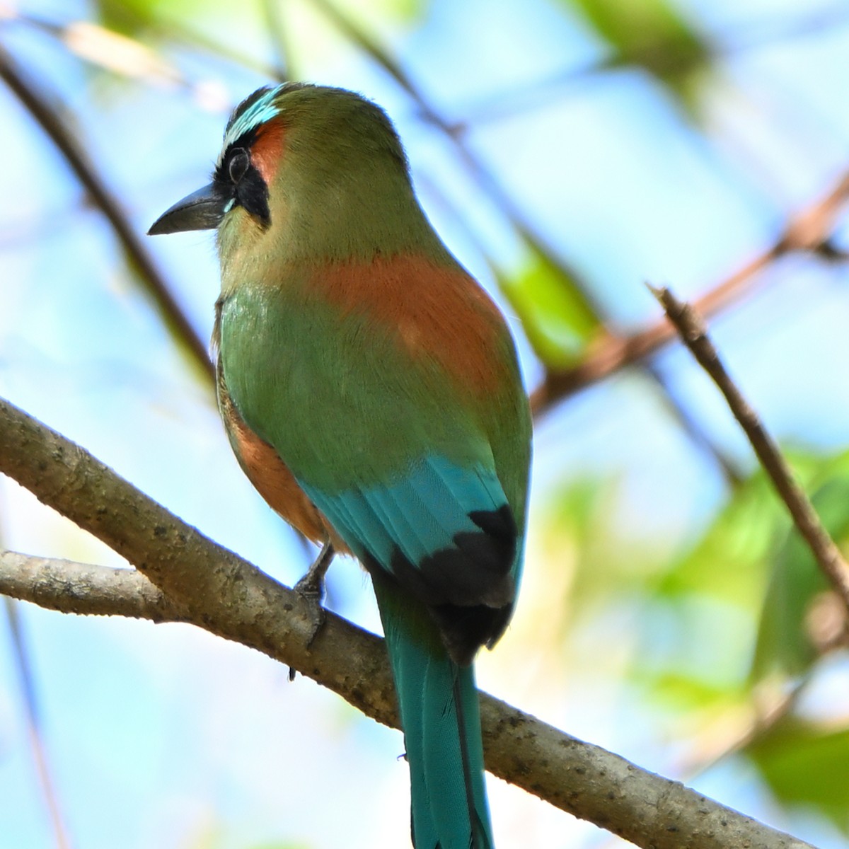 Turquoise-browed Motmot - ML635587208