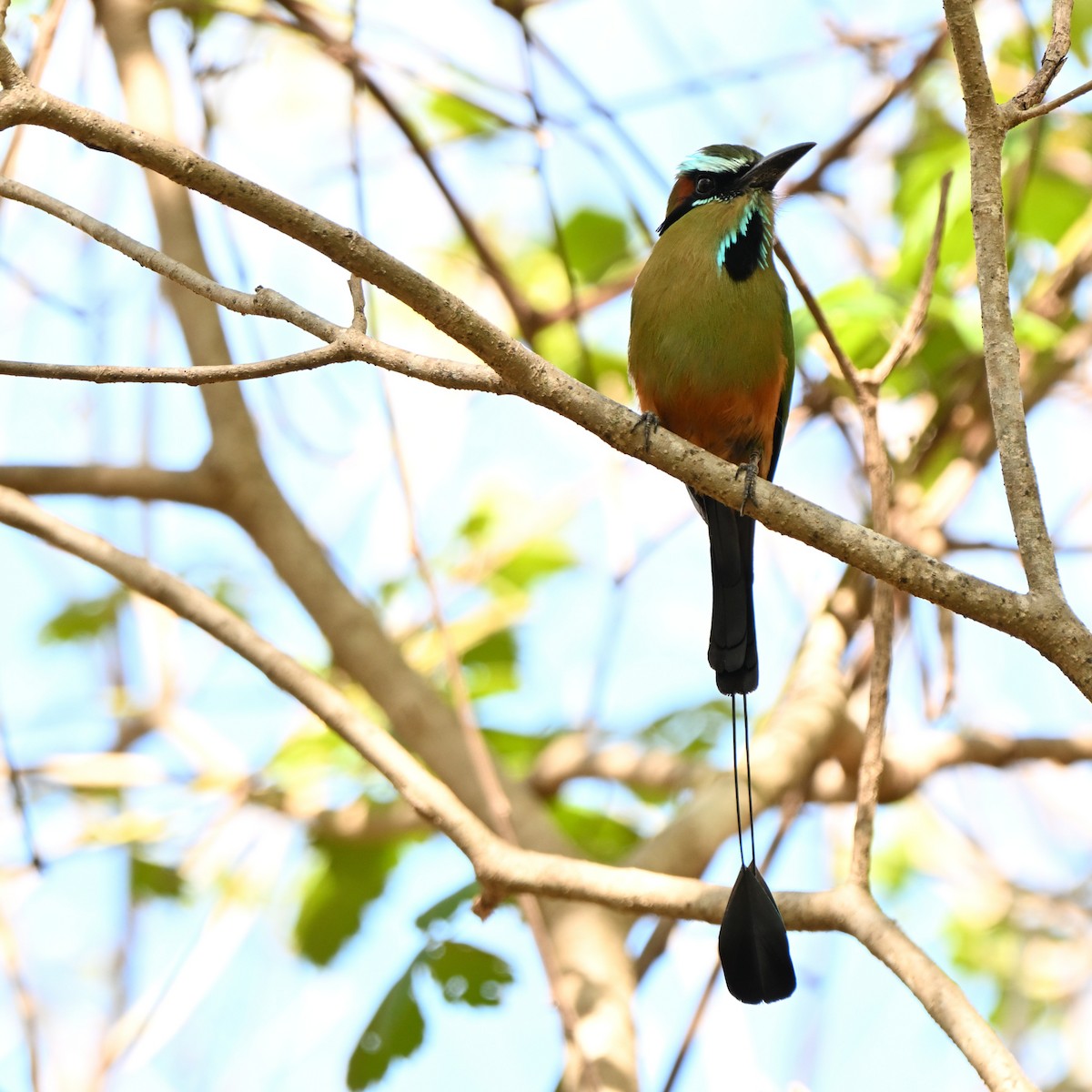 Turquoise-browed Motmot - ML635587209