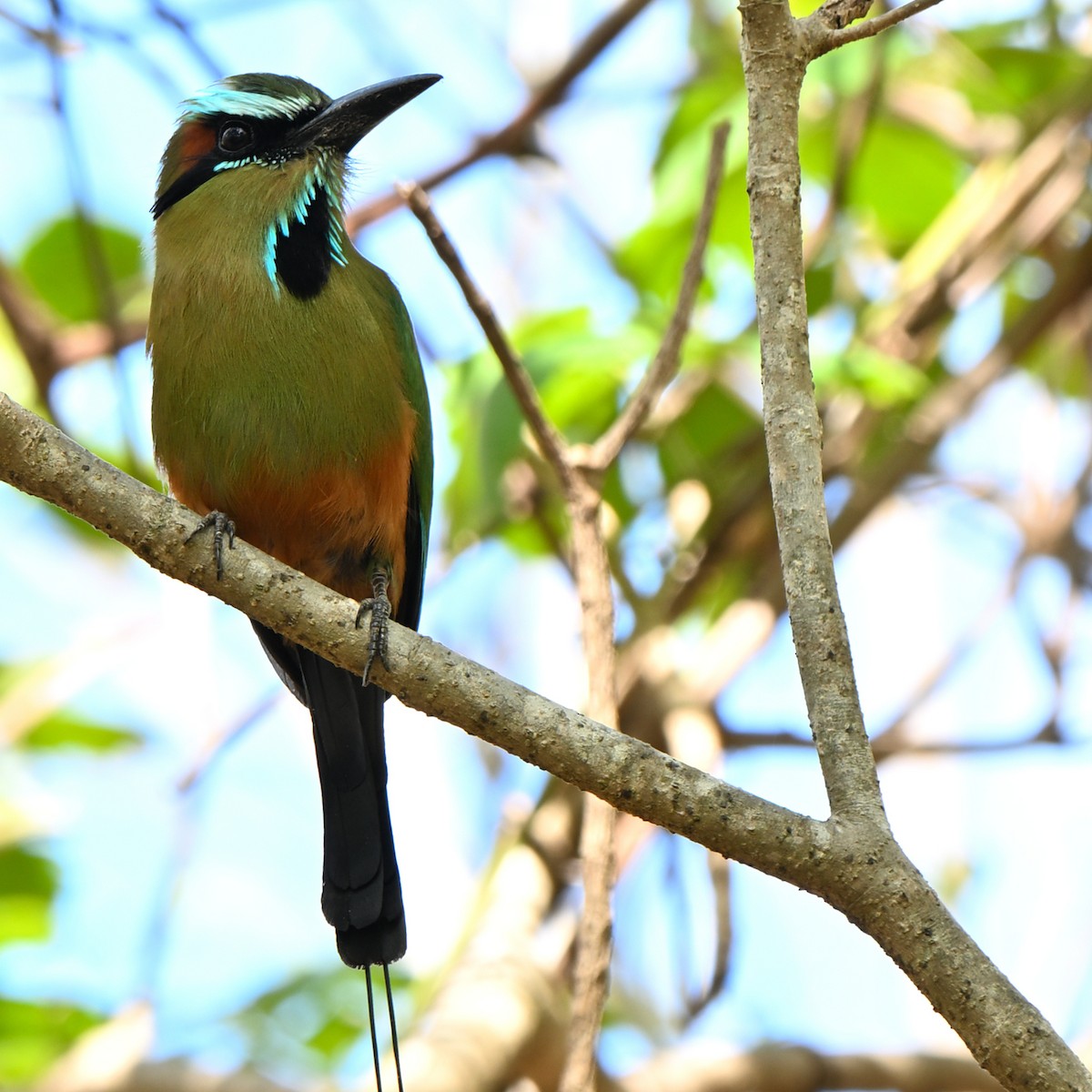 Turquoise-browed Motmot - ML635587210