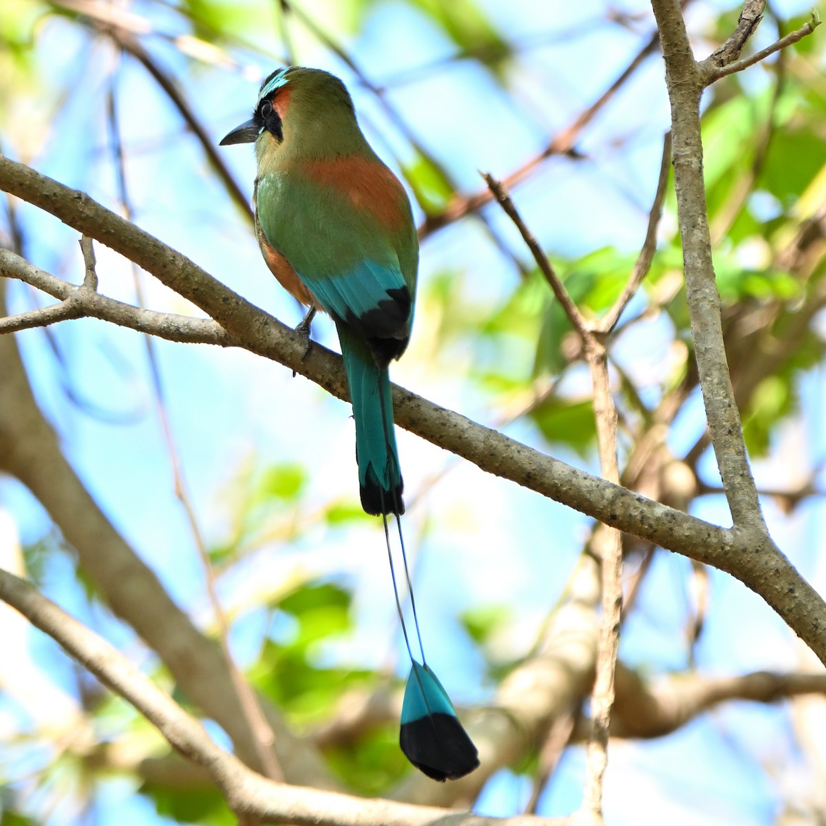 Turquoise-browed Motmot - ML635587211