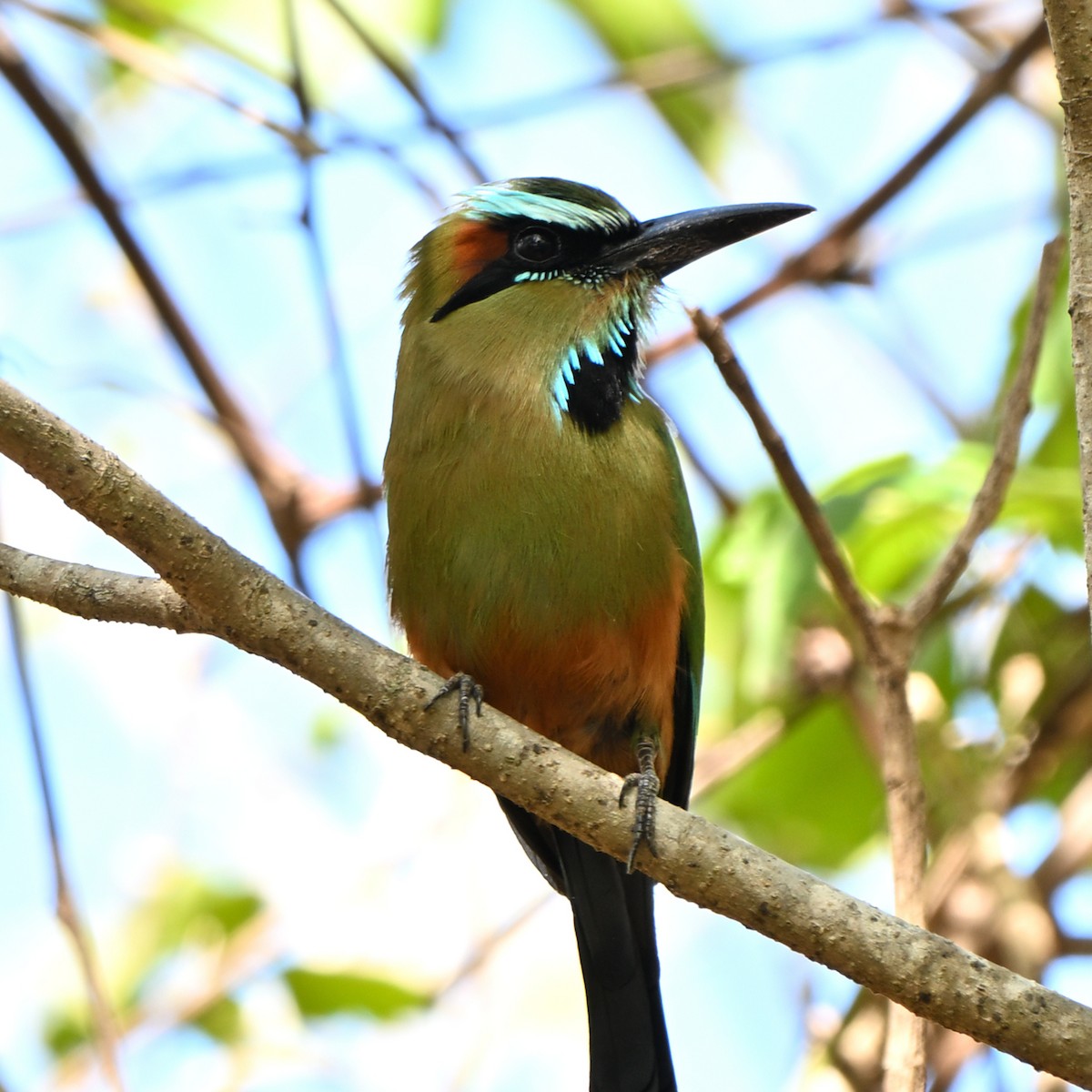 Turquoise-browed Motmot - ML635587212
