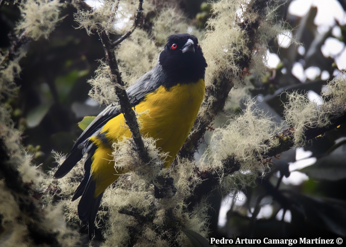 Buff-banded Mountain Tanager - ML635587226
