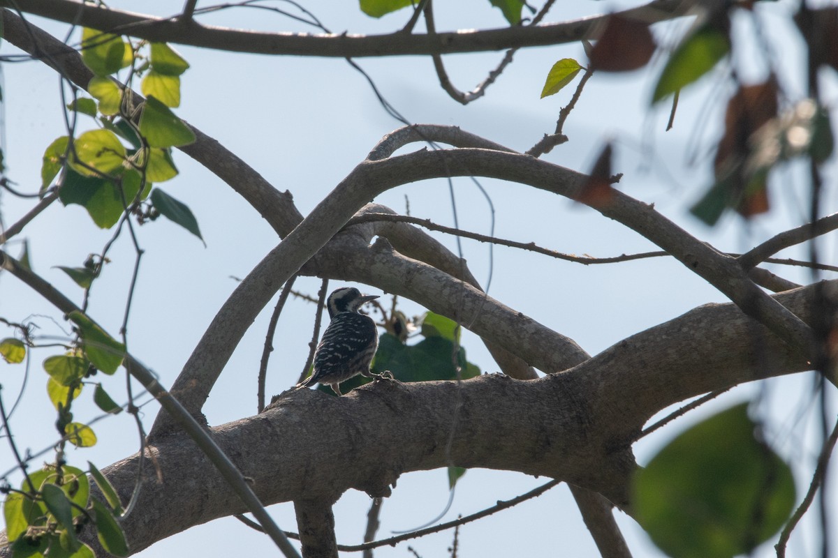 Philippine Pygmy Woodpecker - ML635587275