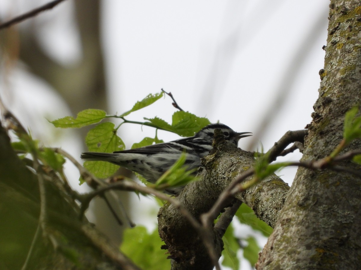 Black-and-white Warbler - ML635587288