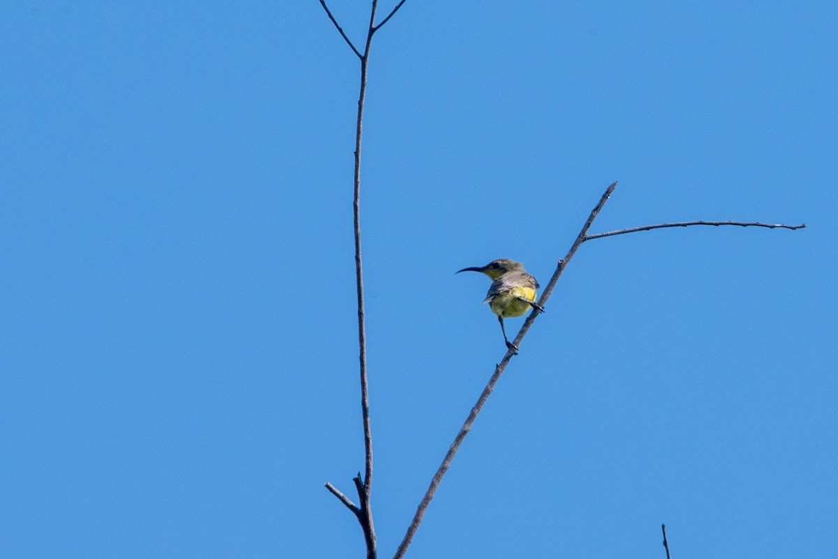 Garden Sunbird - ML635587303