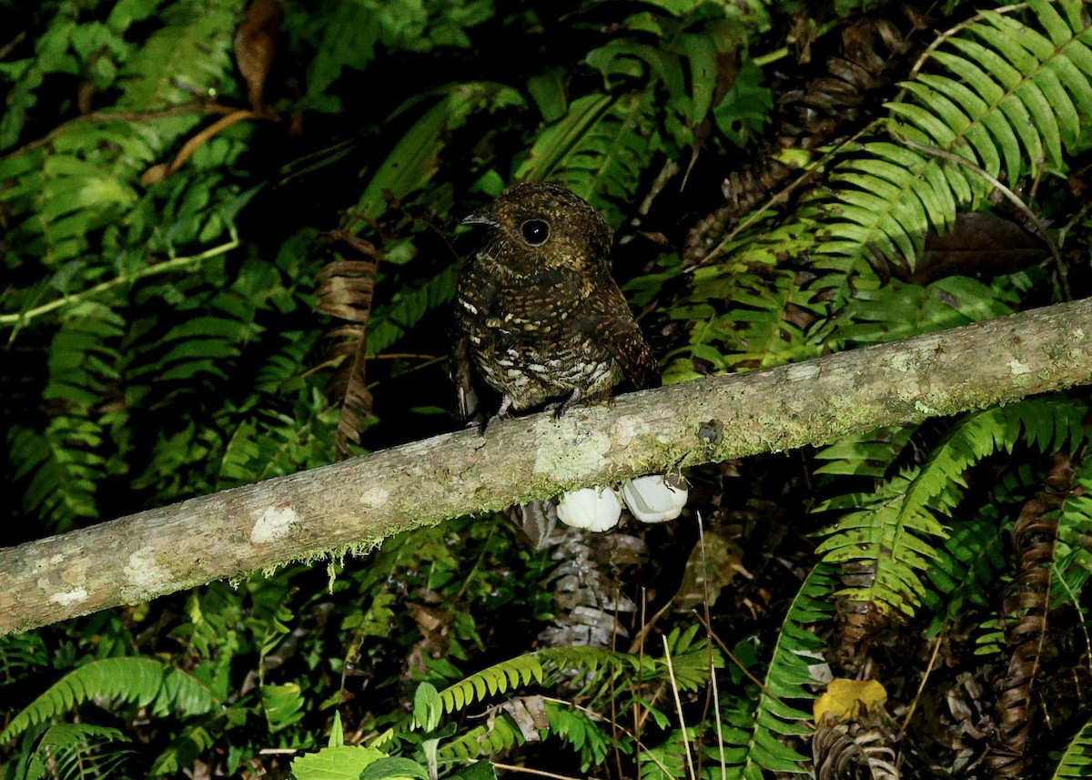 Dusky Nightjar - ML635587313