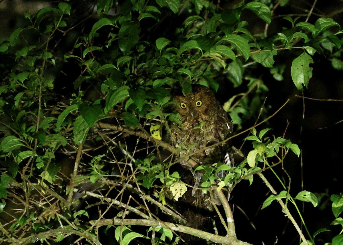 Bare-shanked Screech-Owl - ML635587322