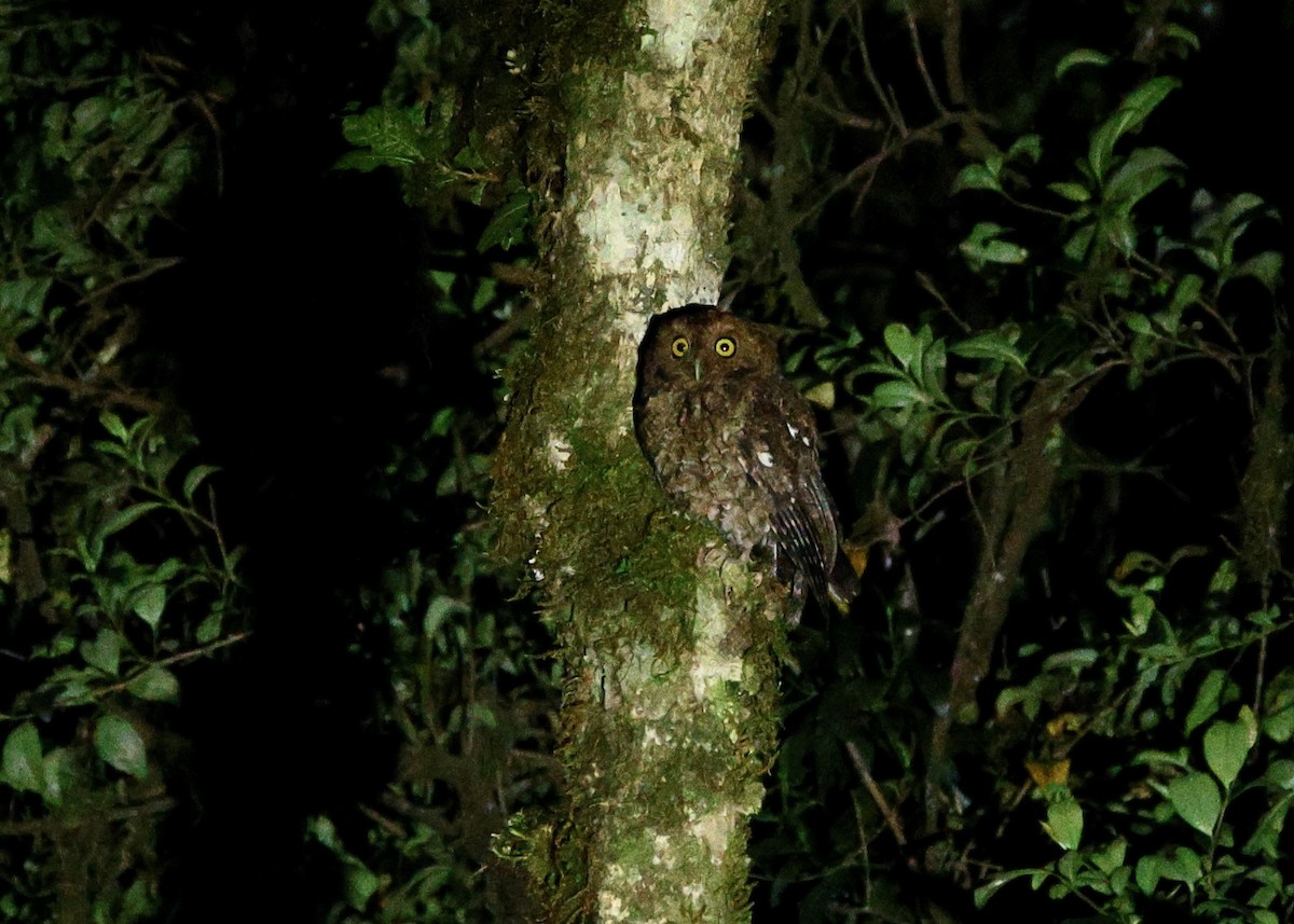 Bare-shanked Screech-Owl - ML635587331