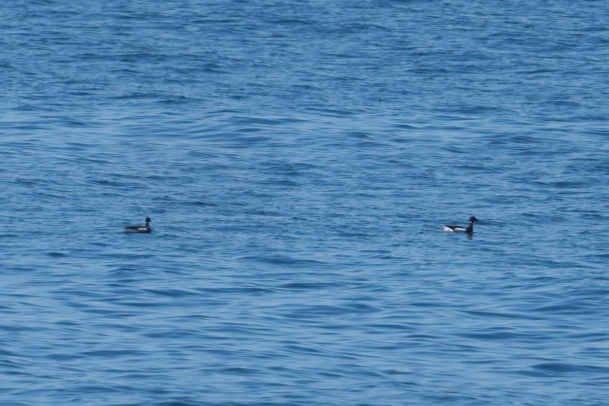 Brant - ML635587429