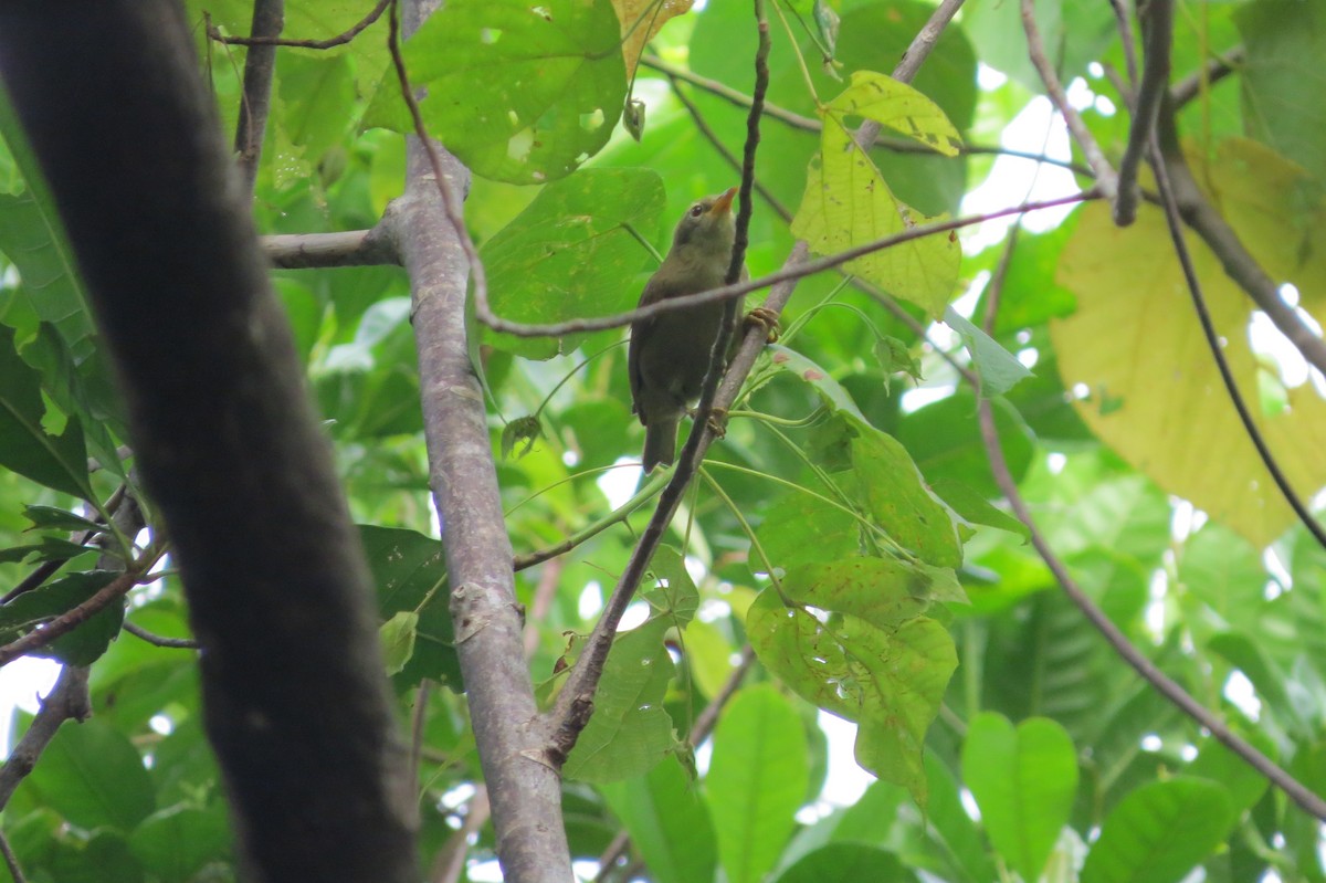 Giant White-eye - ML635587474
